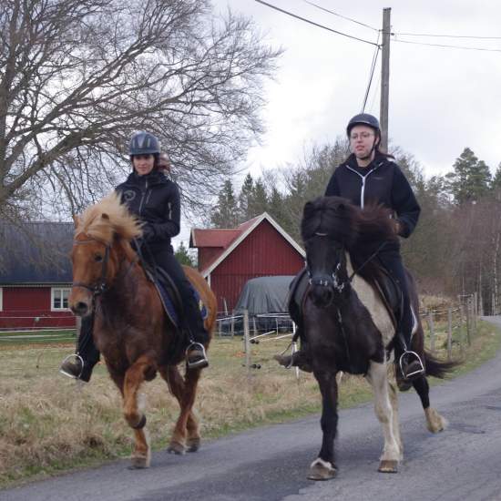 Turridning med oss på Sparrarp Islandshästar i Hästveda.