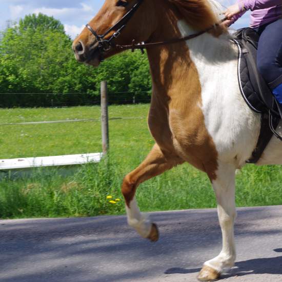 Våra lite mer erfarna ryttare har möjlighet att rida självständigt med en av våra hästar.