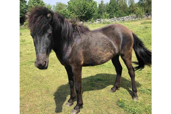 Turridning Skåne - Sparrarp Islandshästar - Vår häst Brá från Rooslunda