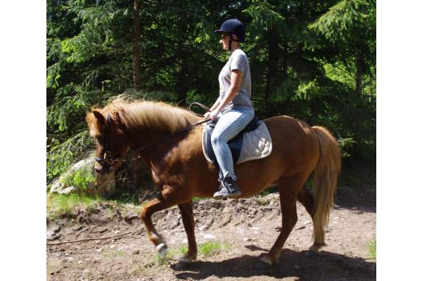 Turridning Skåne - Sparrarp Islandshästar - Vår häst Tyra från Rooslunda