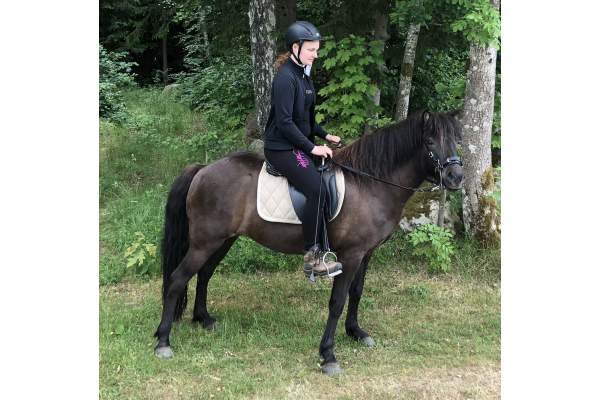 Turridning Skåne - Sparrarp Islandshästar - Vår häst Bomalina från Rooslunda
